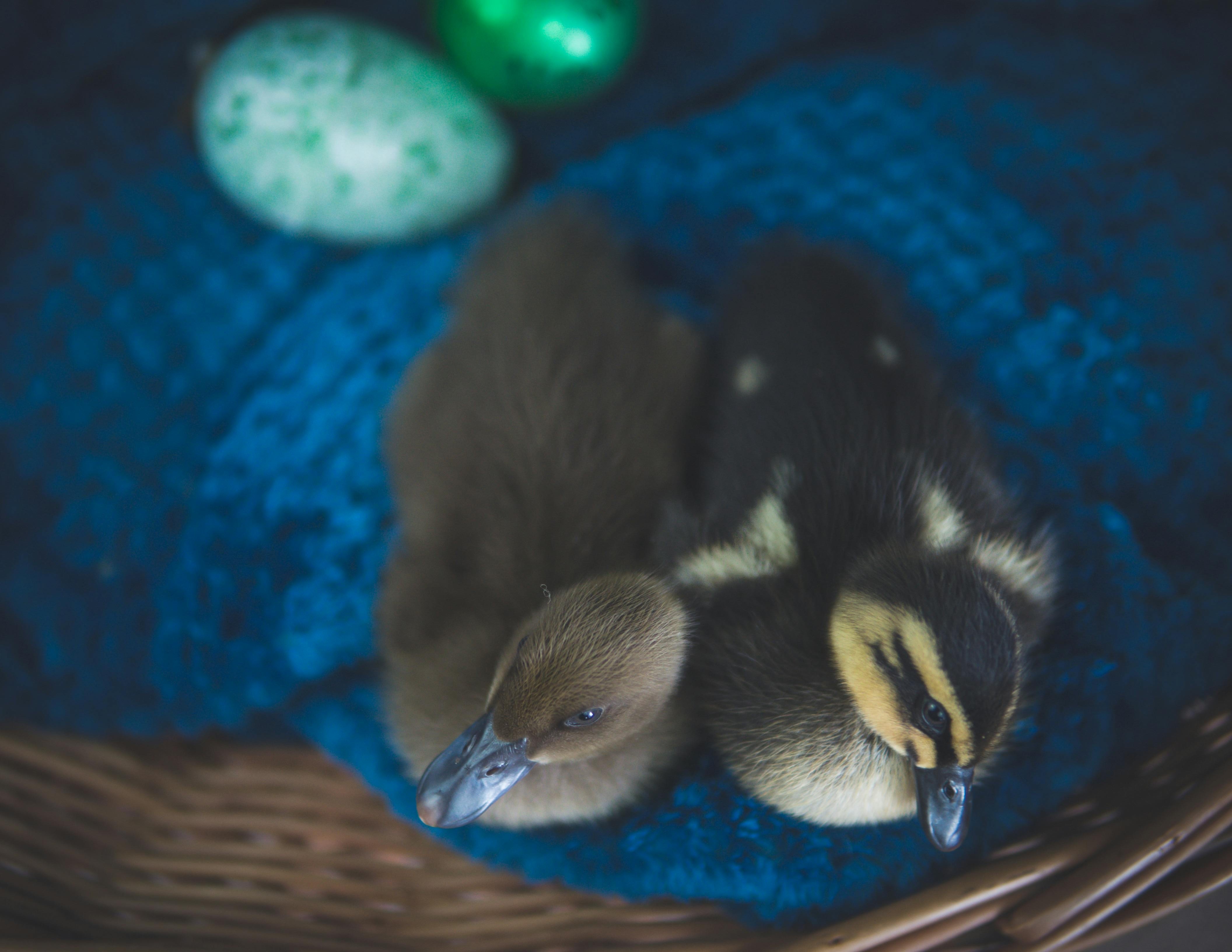 Patinhos recém-nascidos ao lado de ovos após processo de incubação.